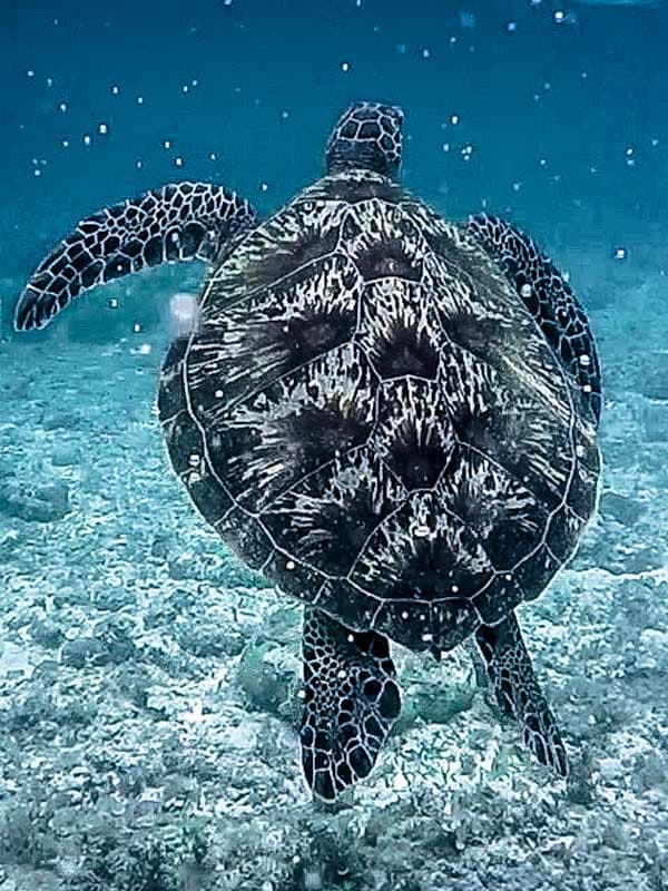 Moalboal – ein paar der coolsten Aktivitäten der Philippinen
