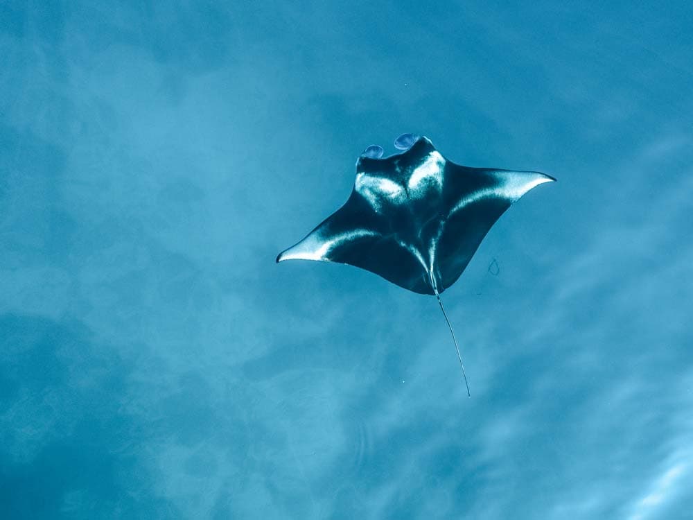 Tauchen mit Walhaien und Mantarochen auf Koh Lanta, Thailand