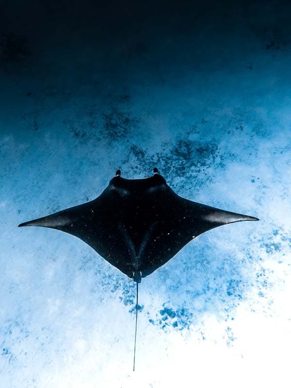Tauchen mit Walhaien und Mantarochen auf Koh Lanta, Thailand