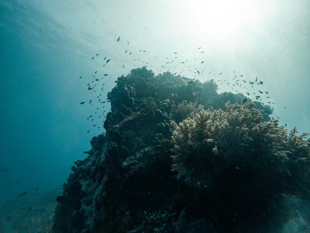 Padi Divemaster Kurs: Vorbereitungen und Tipps