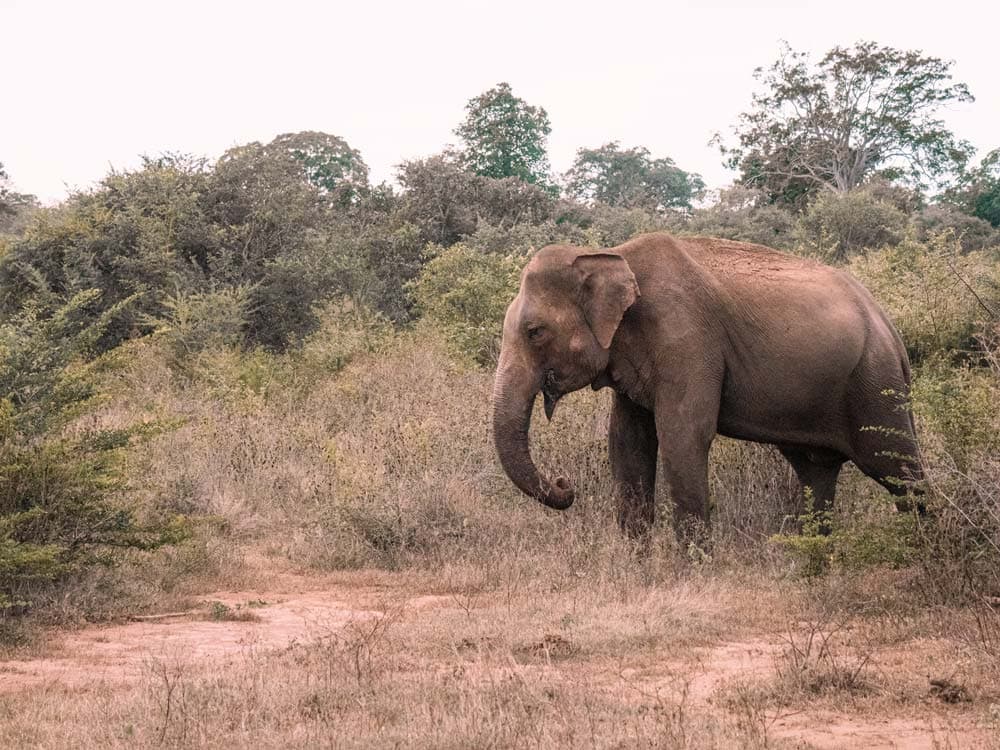 Udawalawe Nationalpark, Sri Lanka: Tipps für die Elefanten-Safari