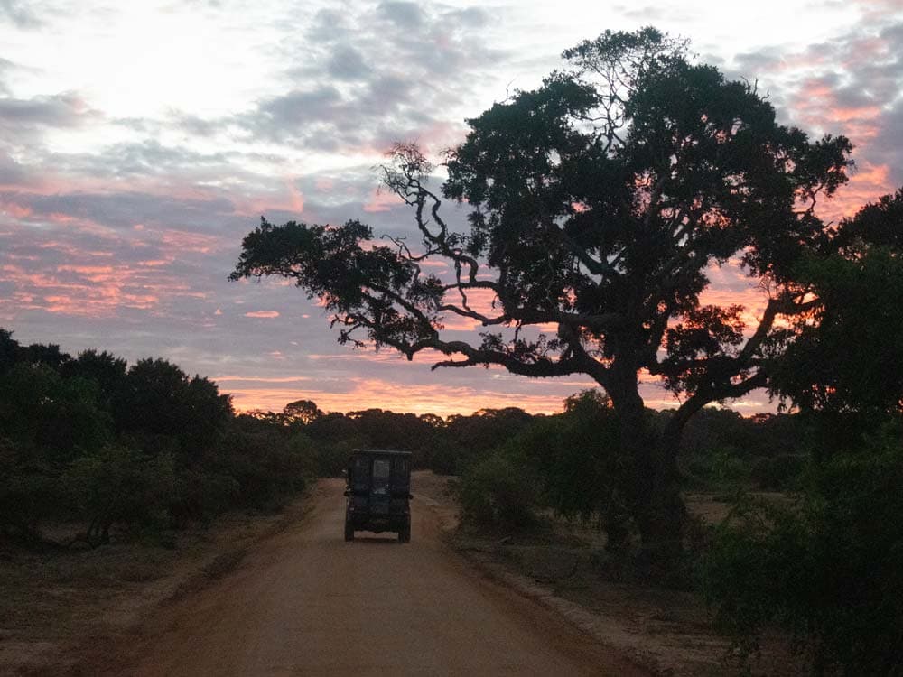 Sri Lanka Reiseroute: 3 Wochen mit Safari und Südküste
