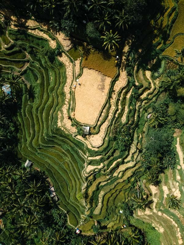 8 Dinge, die du in Ubud, Bali gemacht haben solltest