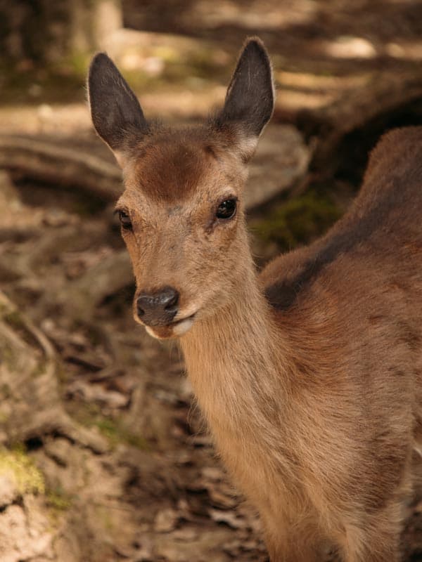 Nara Park: Alle Infos und Reisetipps