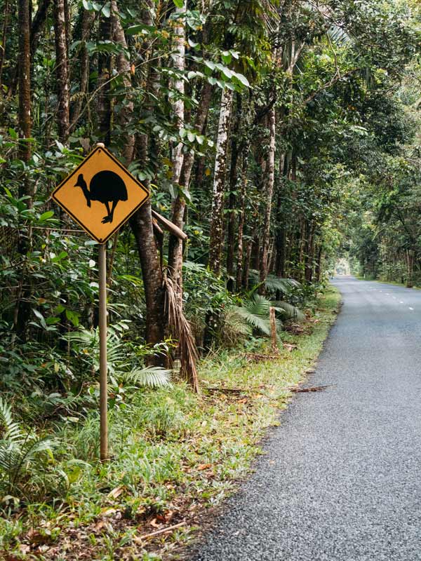 Der Daintree Rainforest: So erkundest du den ältesten Regenwald der Welt