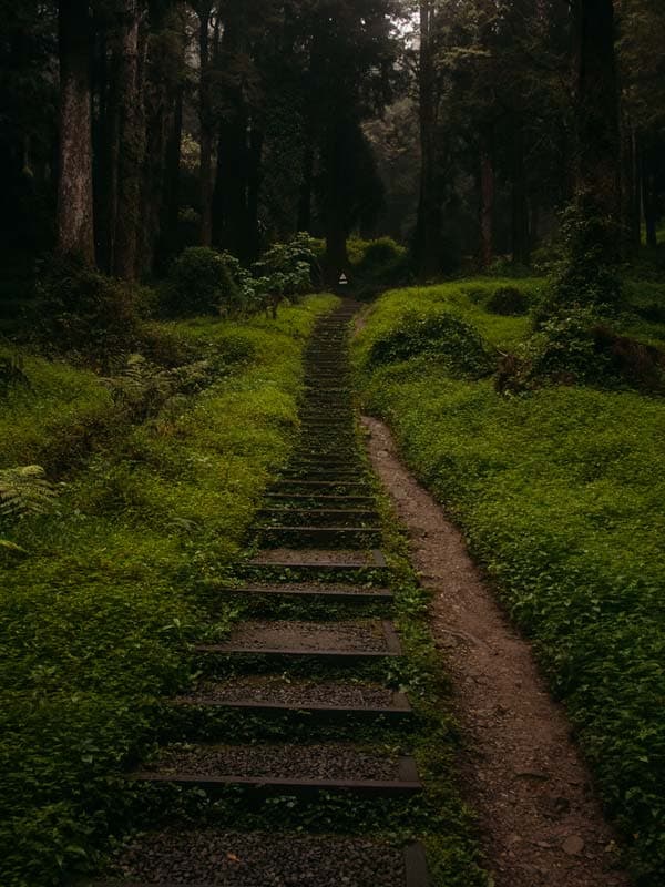 Alishan, Taiwan: So entdeckst du den mystischen Wald