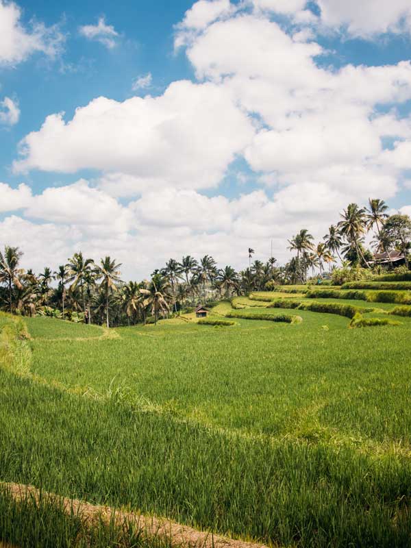 Bali Reisezeit: Wann die Insel der Götter am besten ist