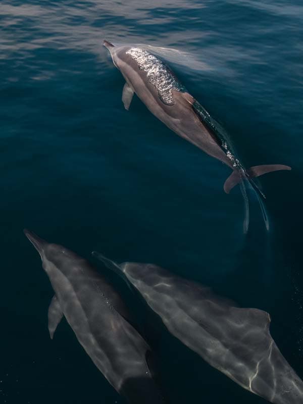 Geheimtipp für Tauchen in Indonesien: Die Derawan Inseln