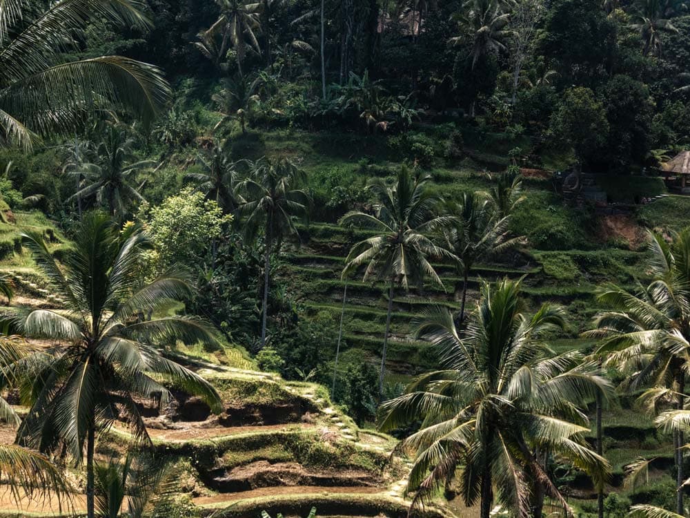 Tegalalang Rice Terrace: Entdecke die Reisterassen bei Ubud, Bali
