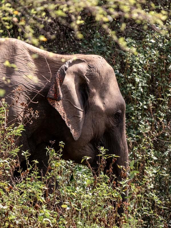Udawalawe Nationalpark, Sri Lanka: Tipps für die Elefanten-Safari