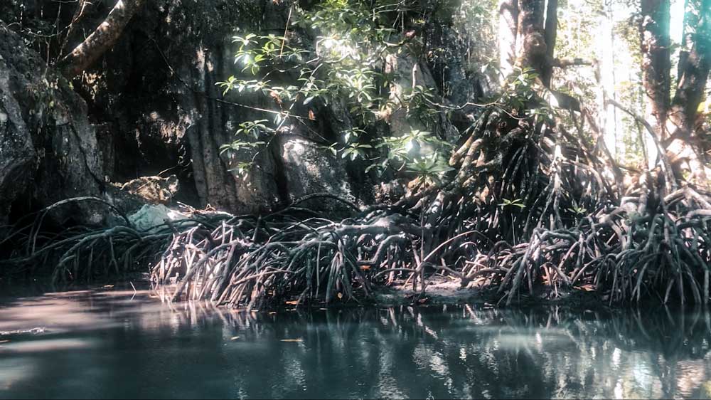 Sabang Mangroven Puerto Princesa