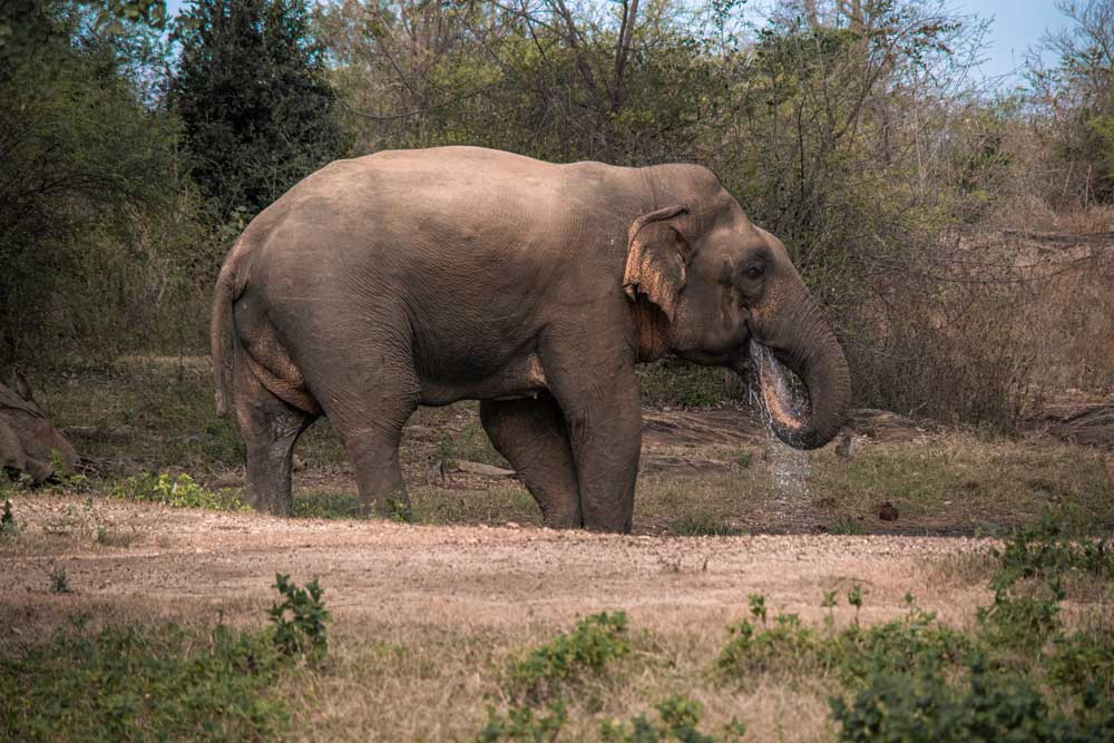 Ein-Elefant-an-der-Wasserstelle-im-Udawalawe-Nationalpark
