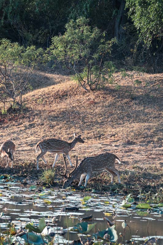 Rehe-im-Yala-Nationalpark