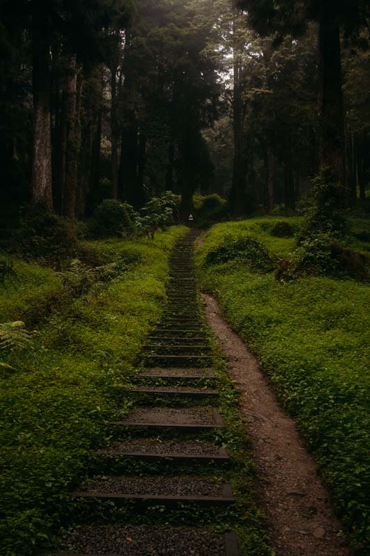 Der-Wanderweg-führt-durch-dichtes-Grün