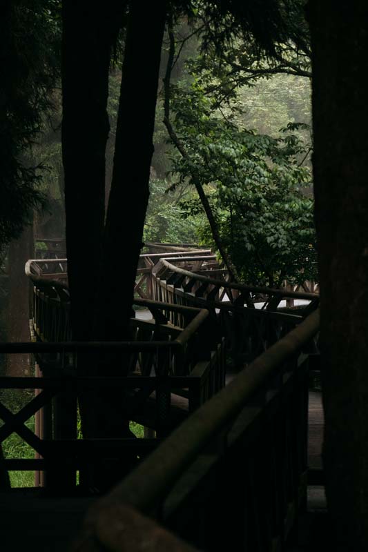Holzweg-durch-den-mystischen-Alishan-Wald