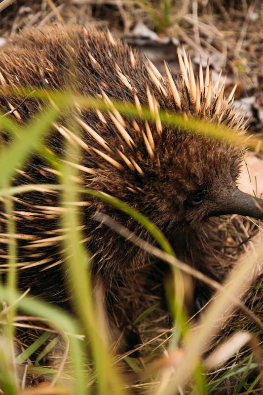 Echidna-in-Tasmanien