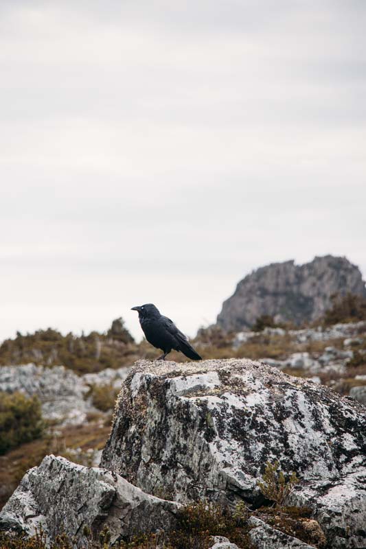 Wanderung-auf-den-Cradle-Mountain