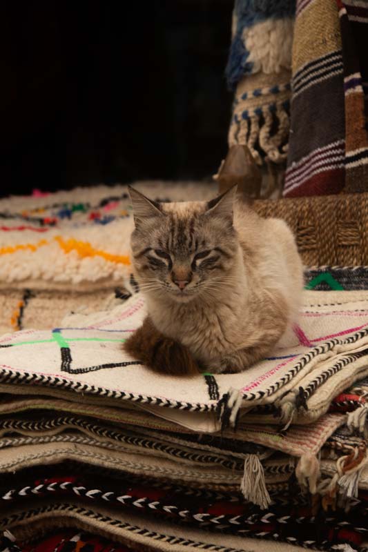 Katze-beim-Teppichkauf